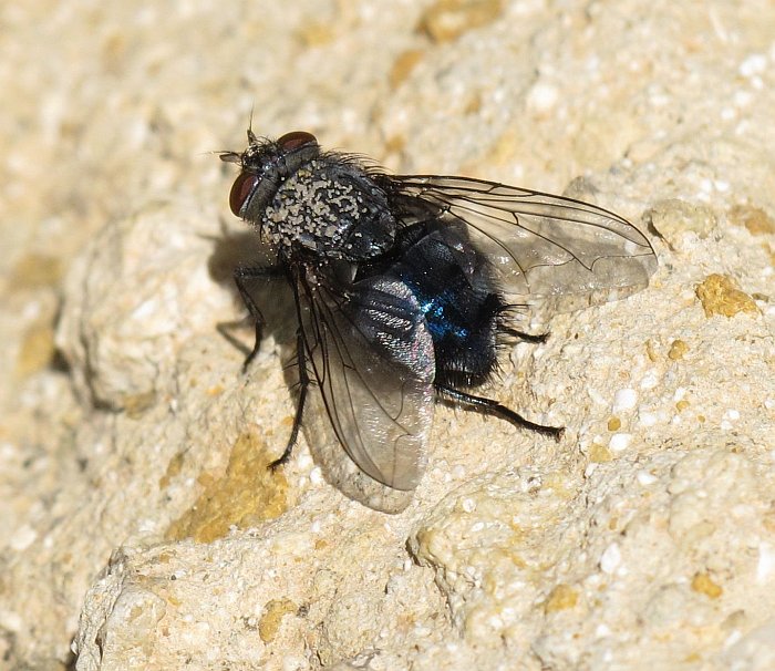 Blue Fly (Caliphora vicina ?)