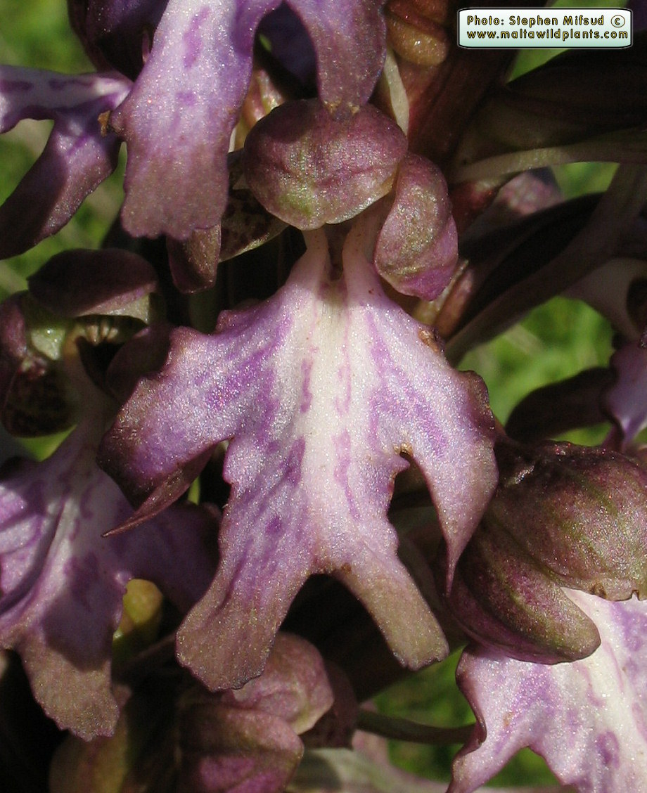 Close up photo of the labellum (20mm long)