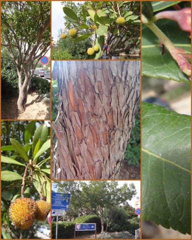 Arbutus unedo.jpg