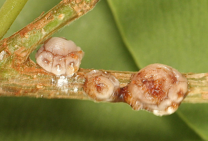 Ceroplastes rusci 1.jpg