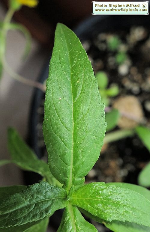 Leaf detail