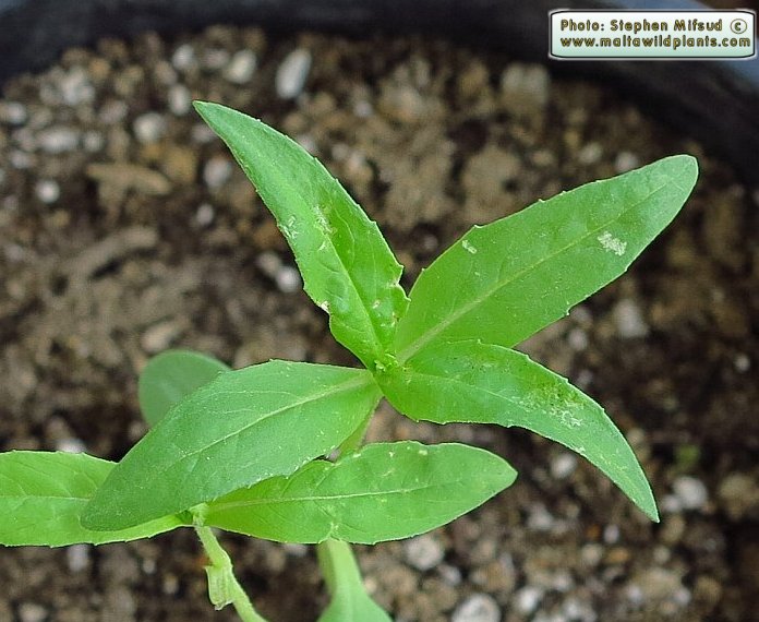 Leaves