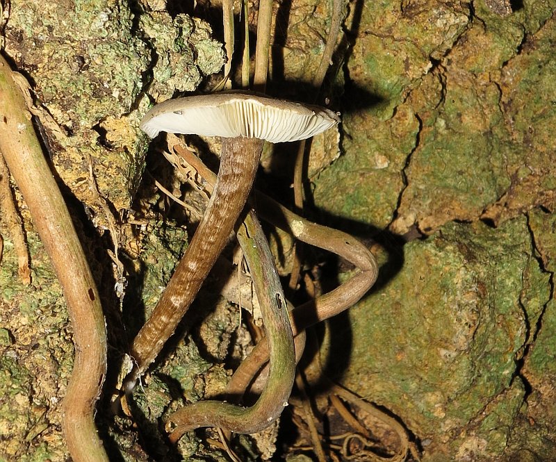 Fungus1127(0).jpg