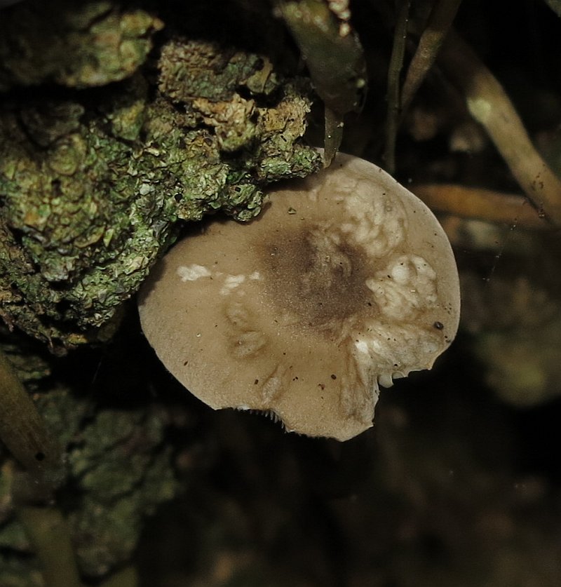Fungus1127(4).jpg