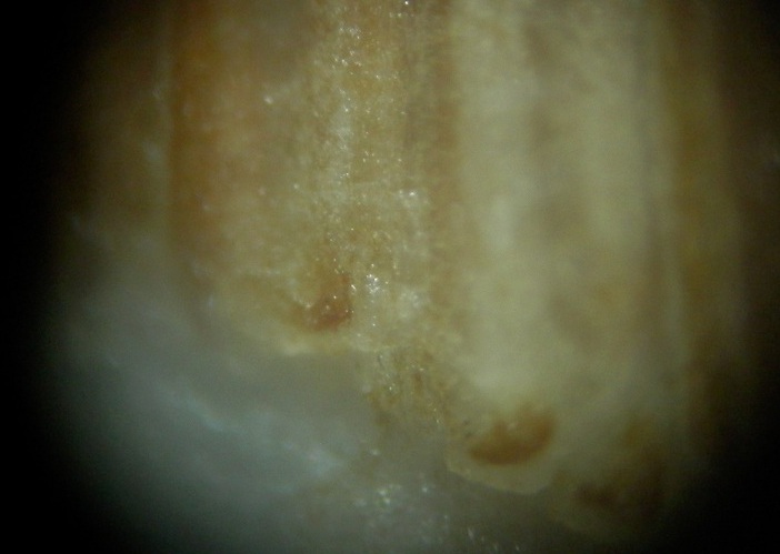 PC154447.JPG