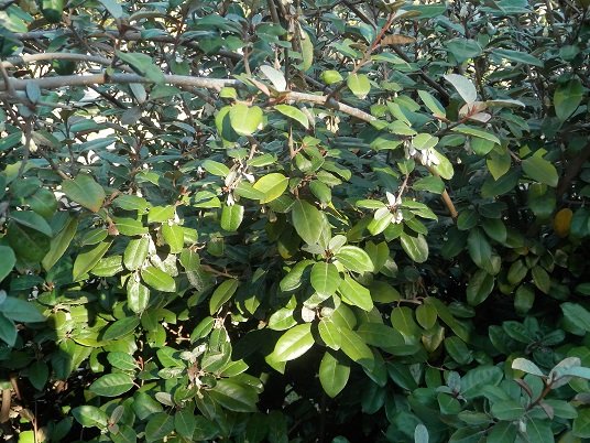 leaves