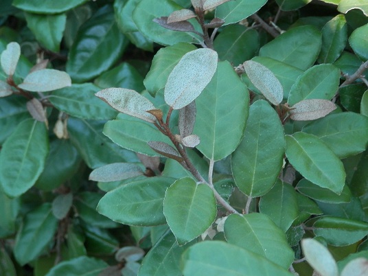 leaves