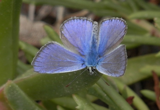 blue
