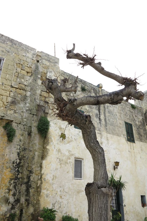 Decidious tree at Mesquite Square, Mdina