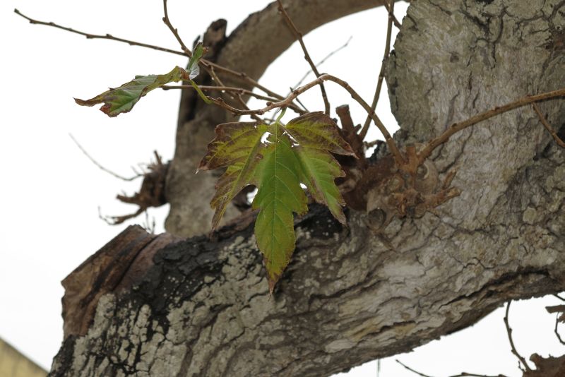 Decidious tree at Mesquite Square, Mdina