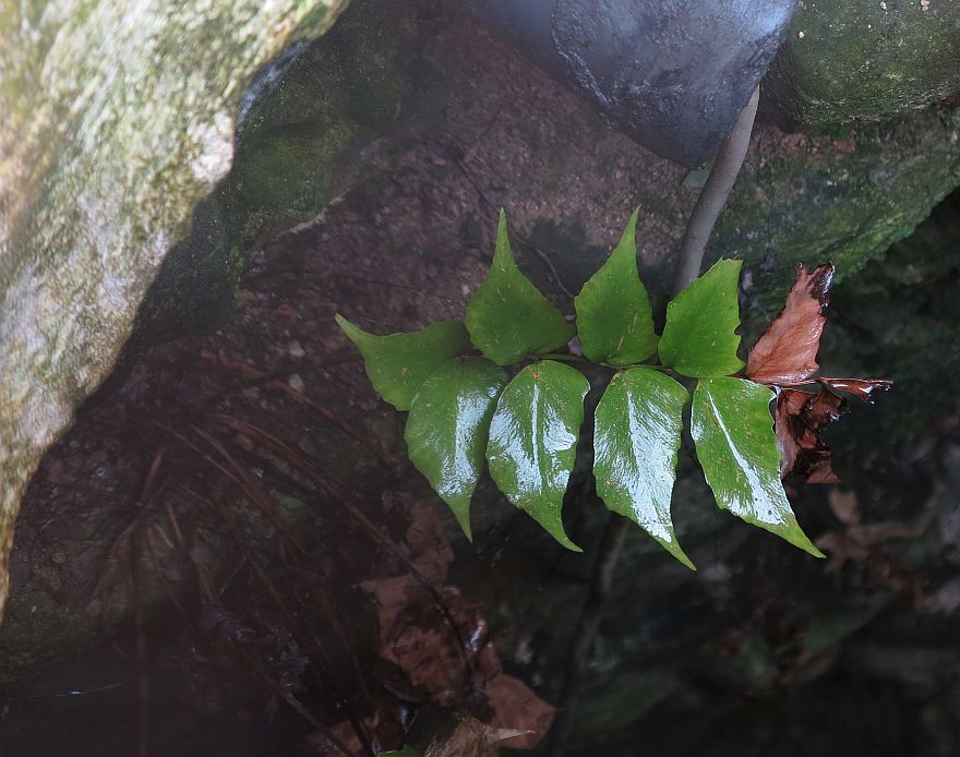Cyrtomium cf falcatum?