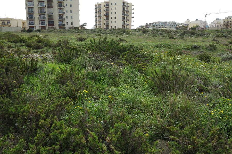 A green patch with numerous wild Orchids in Qawra