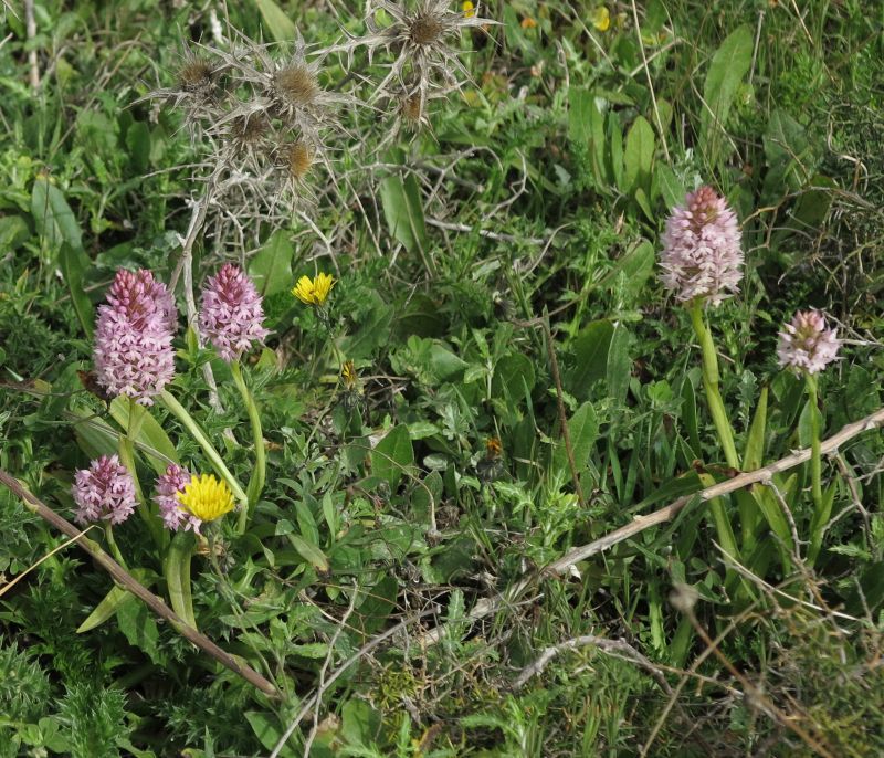 A green patch with numerous wild Orchids in Qawra