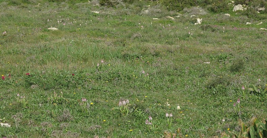 A green patch with numerous wild Orchids in Qawra