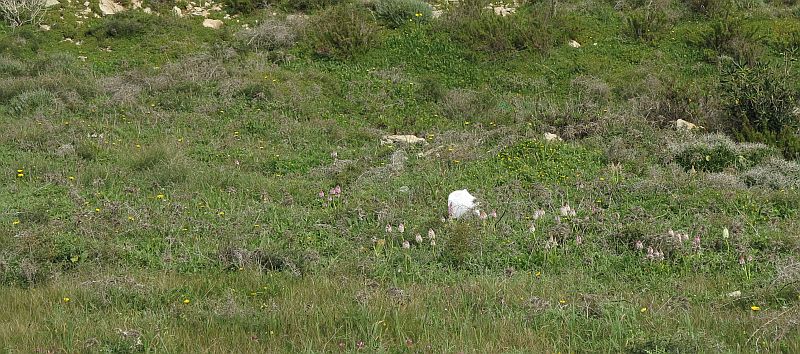 A green patch with numerous wild Orchids in Qawra