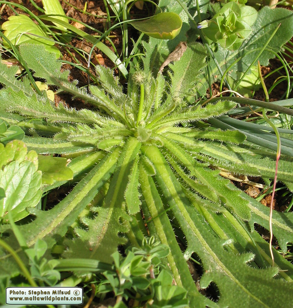 The Asteracea Plant (not yet identified)