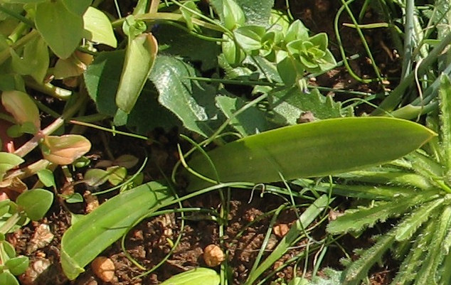 No Scilla sicula unfortunately - just a small Uriginea maritima :-(