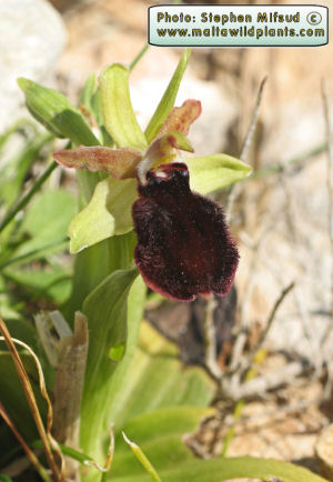 Photo from malta and rather scarce