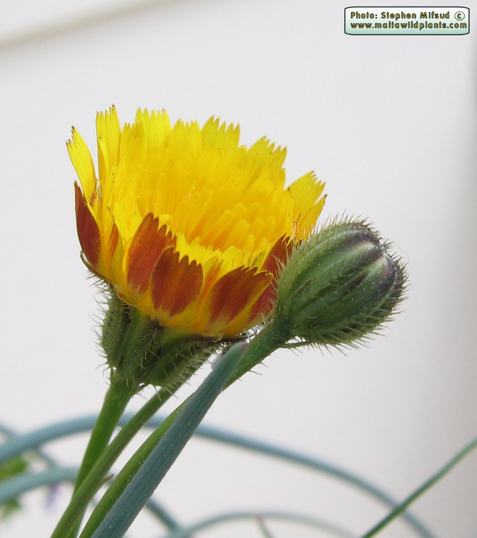 Quiz Plant Z: another photo including bud to show involucre.
