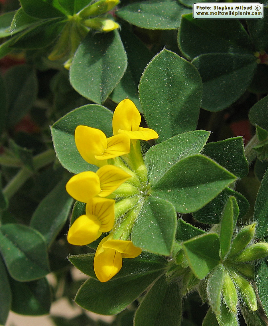 Quiz Plant E: