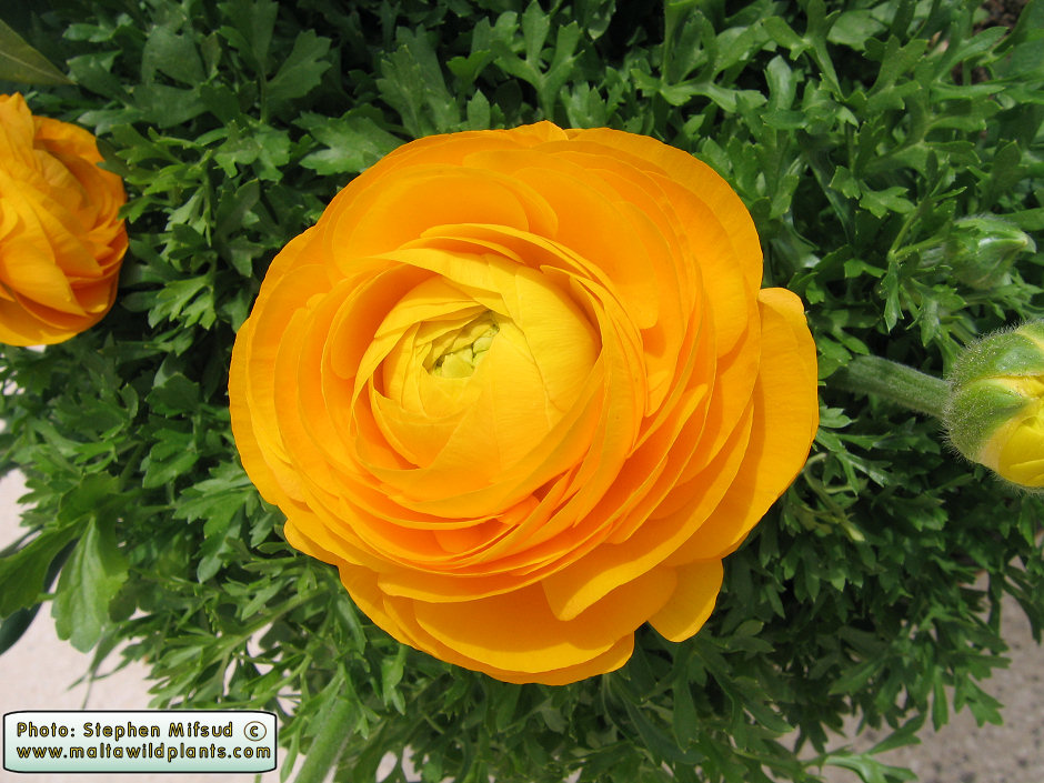 My favourite of this season. Struggled to keep them alive as they were attacked by fungi in Winter. Lost 25% in fact.
