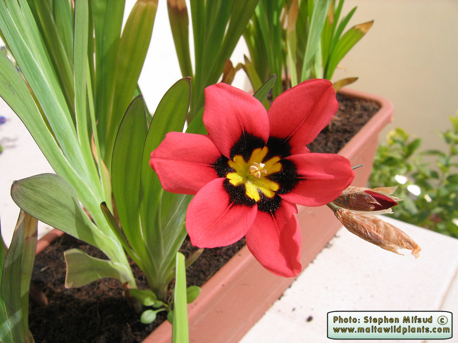 Monocot