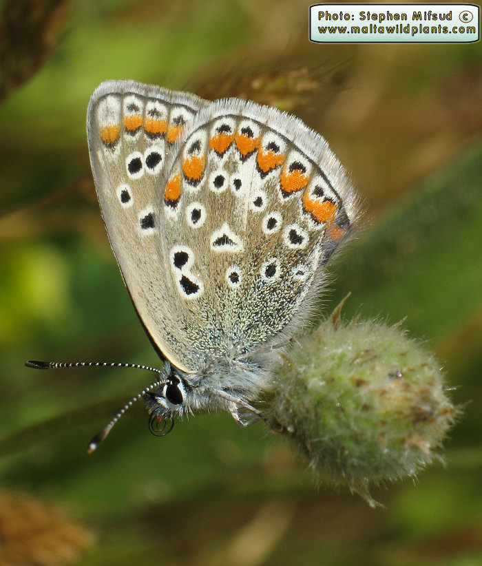 Butterfly Specimen 2b