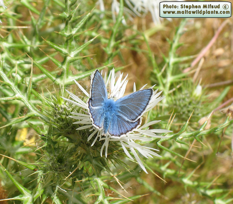 Butterfly specmen 1
