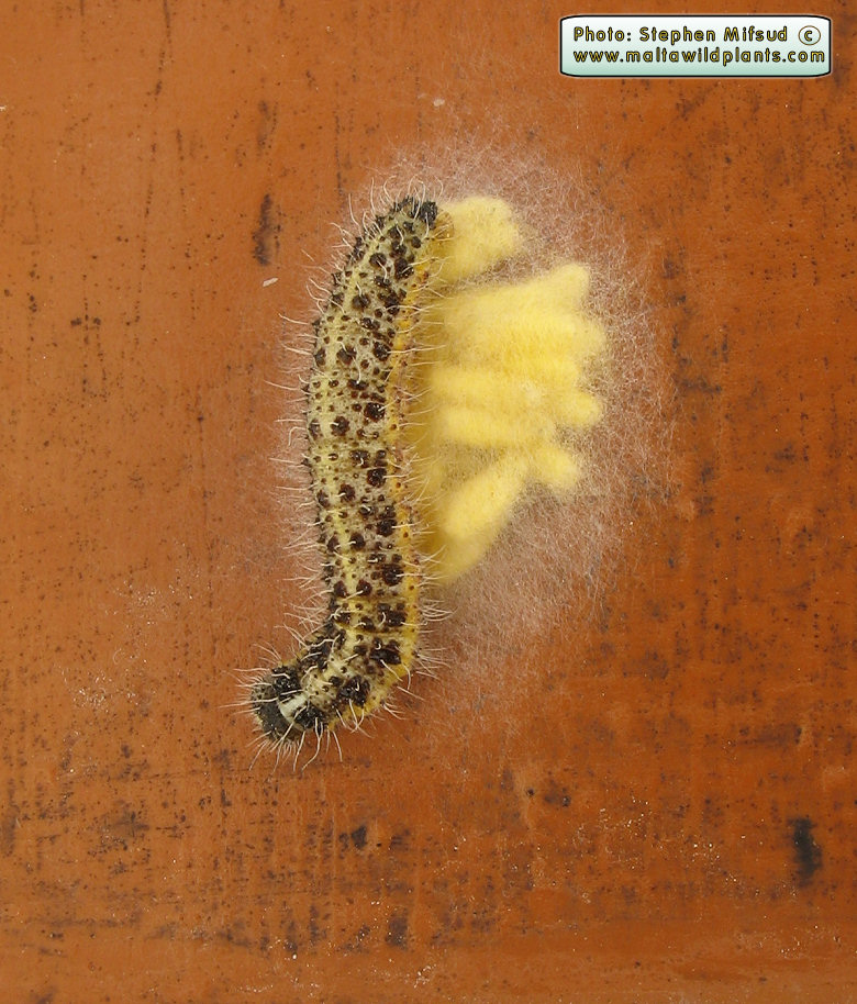 CaterpillarParasite.jpg
