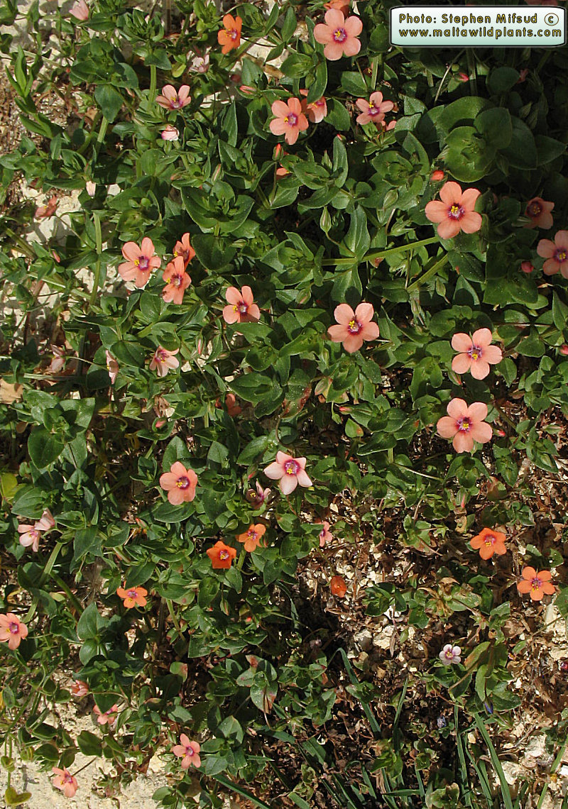 Anagaliis arvensis with pink/peach colour compared to the common scarlet-orange ones. Also not the larger flower diameter.