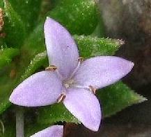 Twinkle Twinkle Purple Star
<br />How I wonder what you are!