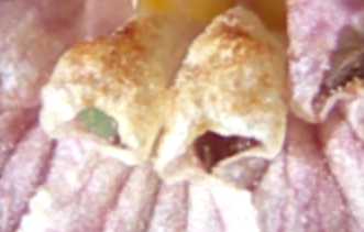 Vegetarian Springrolls.jpg