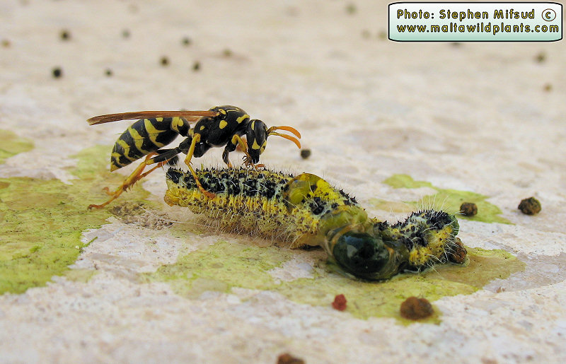 Another victim of the Paper wasp - pic 2