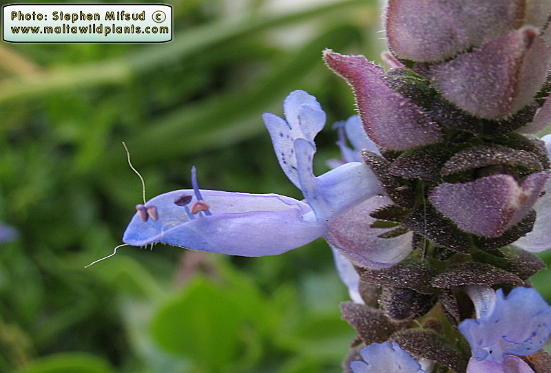 Detail of flower (approx 15mm long)