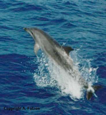 dolphin 1996 afalzon.jpg