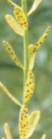 Uromyces pisii at Euphorbia cyparissias.jpg
