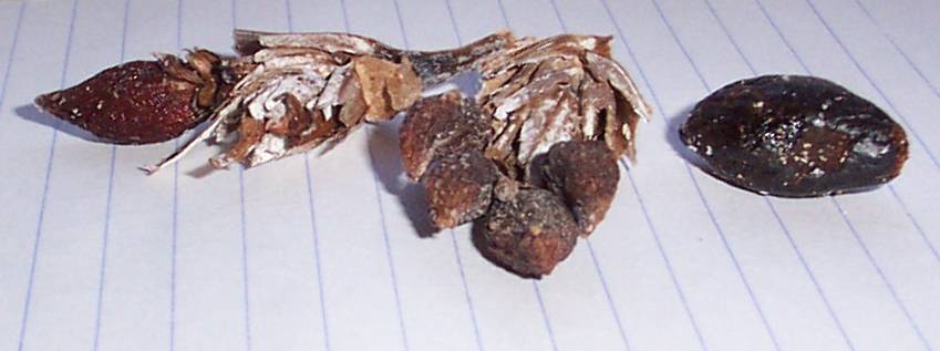 posidonia fruits 2004.jpg
