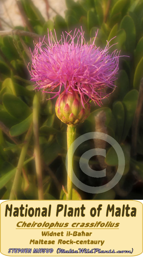 The national Plant of Malta
<br />Cheirolophus crassifolius
<br />(Paleocyanus crassifolius)