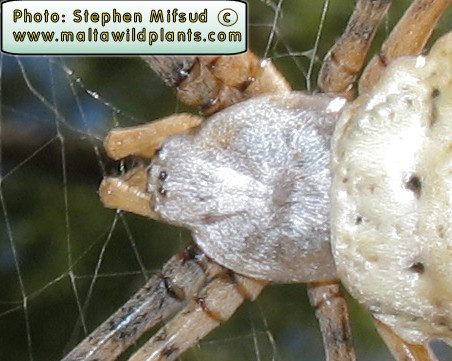 Close up of head