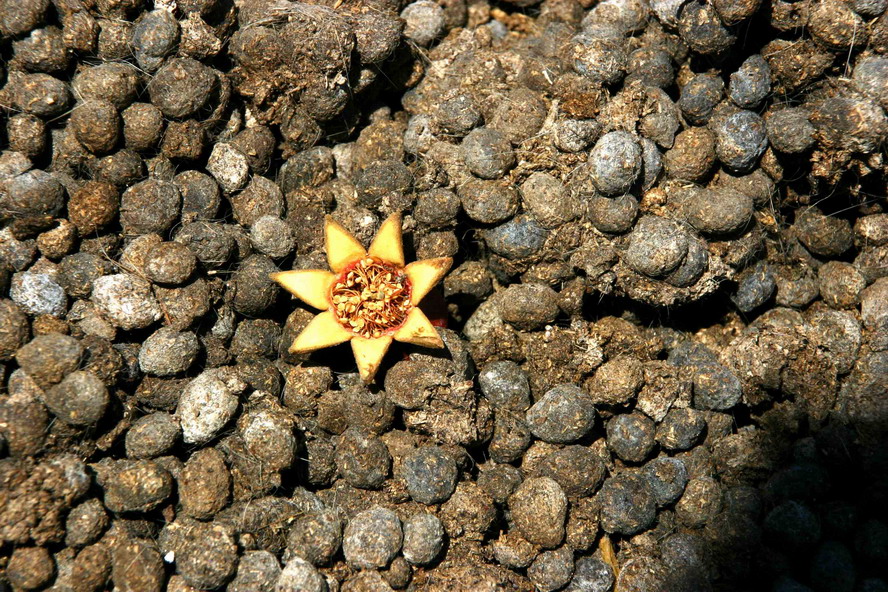 fungus 8201.jpg