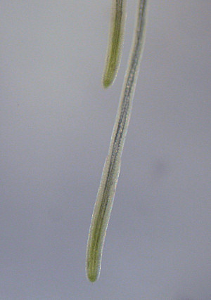 part of plant
