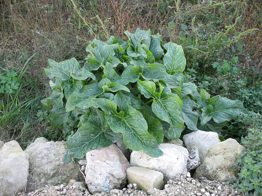 A Giant Arum (leaves 50cm approx)