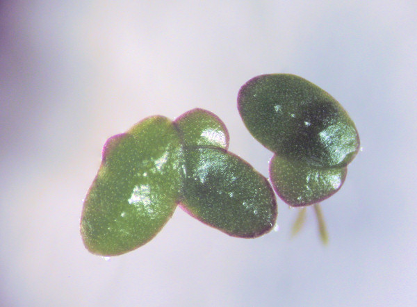 Whole plant of Lemna Minor