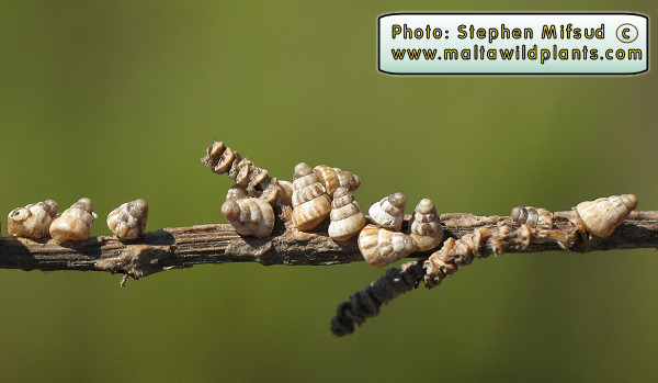 And here is my photo of Cochlicella acuta