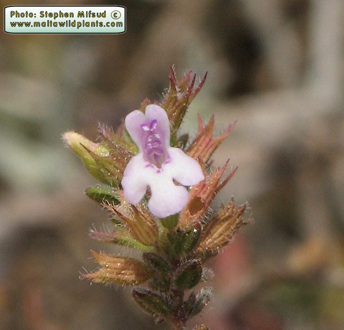 Close Up of Flower