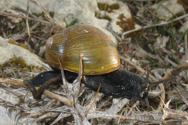 BlackSnail.JPG