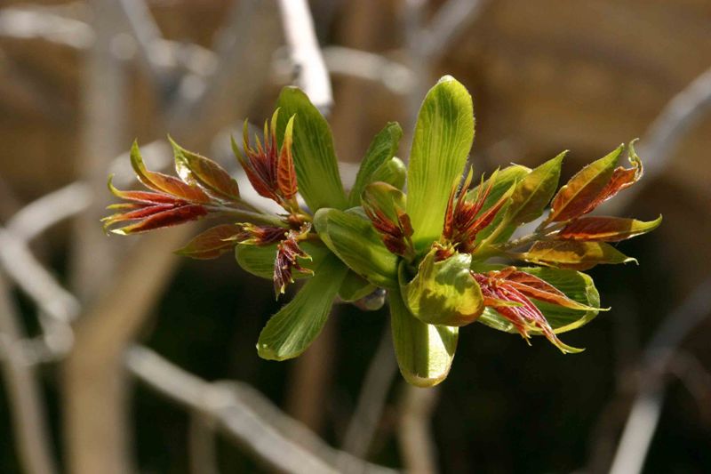 Ailanthus altissima 7088a.jpg