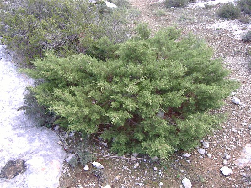 phoenician juniper 2.JPG