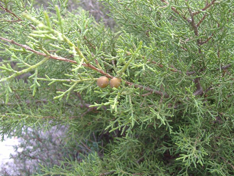 phoenician juniper 1.JPG