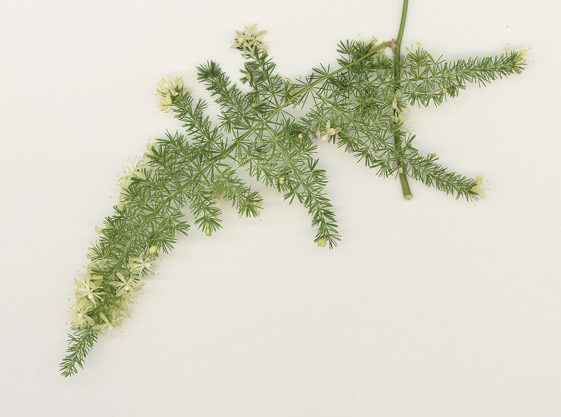 Asparagus_Tinycladodes.jpg
